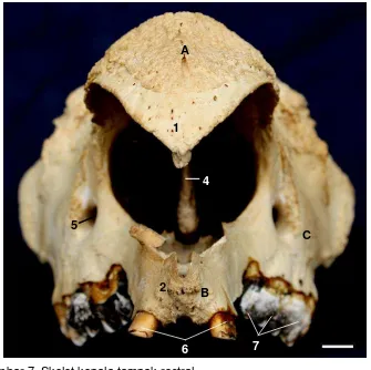 Gambar 7  Skelet kepala tampak rostral.  A. Os nasale, B. os incisivum, C. os maxilla  1