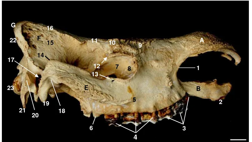 Gambar 9  Skelet kepala tampak lateral.  