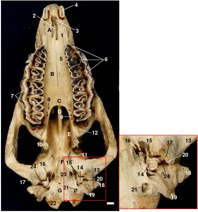 Gambar 10 Skelet kepala tampak ventral 