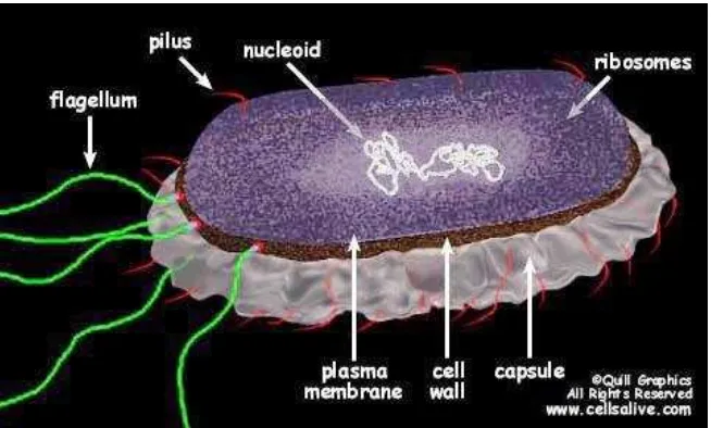 Gambar 2. Sel Prokaryote 4