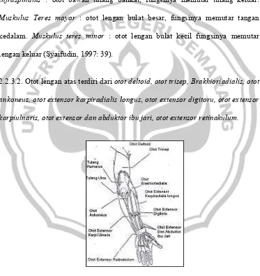 Gambar 5 Struktur otot lengan atas 