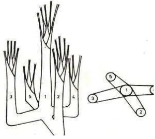 Gambar 2  Skema pola tumbuh sagu membentuk rumpun  1.batang induk; 2-5 batang atau tunas anakan  ( Haryanto & Pangloli 1992)