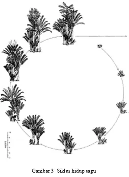 Gambar 3  Siklus hidup sagu  