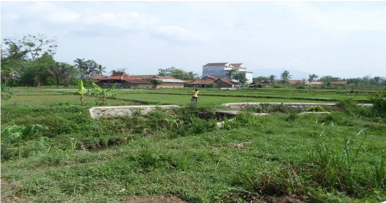 Gambar 1.1. Persawahan masyarakat di desa Wonokarto kecamatan Gadingrejo 