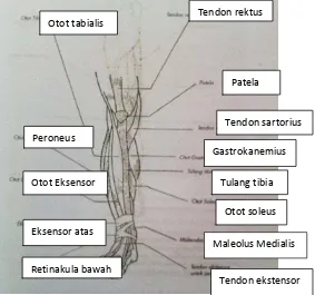 Gambar 11. Otot yang terdapat pada tungkai bagian bawah sumber : Evelyn C. Pearce (2002:114) 