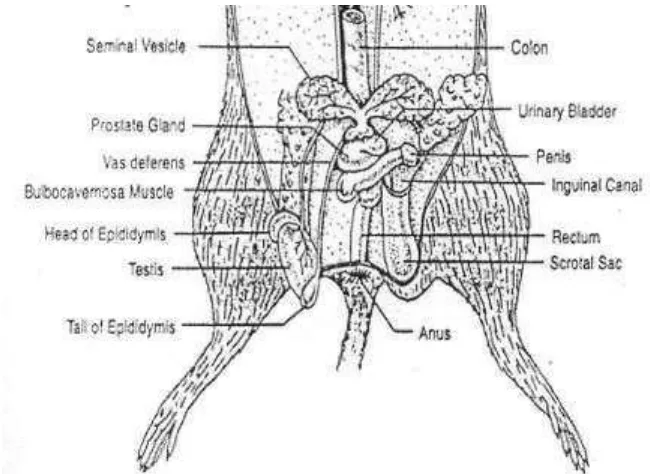 Gambar 2. Gambar organ reproduksi mencit jantan (Lusiyawati, 2008). 