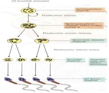 Gambar 3. Proses Spermatogenesis Pada Mencit (Campbell, 2004). 