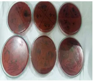 Gambar 4. Hasil Pengujian E.coli