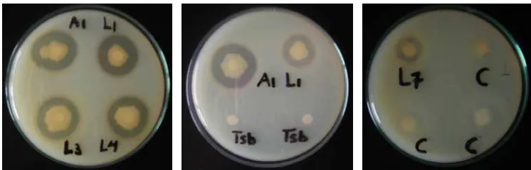 Gambar 1. Zona hidrolisis kasein oleh bakteri proteolitik (A1, L1, L3, L4, L7), dan bakteri non proteolitik (C) dan TSB