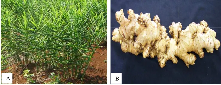 Gambar 2. Keragaan Tanaman Jahe (Zingiber officinale Rosc). A. Tanaman Jahe           umur 6 bulan  B