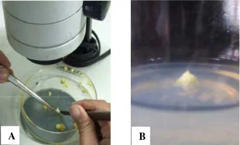 Gambar 4. Tahapan Isolasi Eksplan Meristem Jahe. A. Isolasi meristem jahe            B