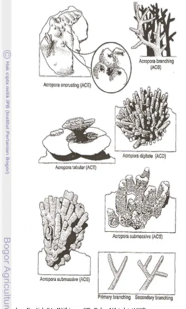 Gambar 2 a  Beberapa Tipe Pertumbuhan Karang Batu (Stony Coral). 