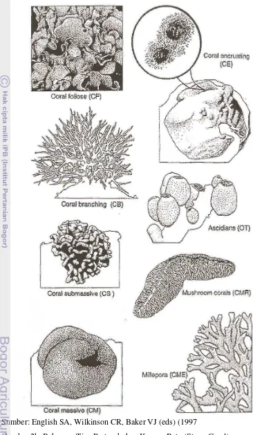 Gambar 2b  Beberapa Tipe Pertumbuhan Karang Batu (Stony Coral). 