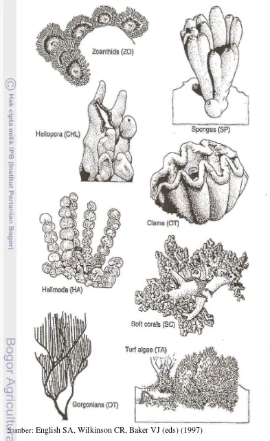 Gambar 2c  Beberapa Tipe Pertumbuhan Karang Batu (Stony Coral)  