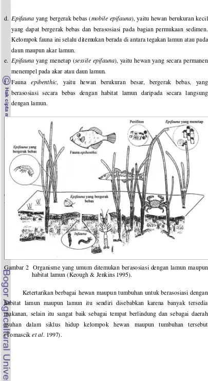 Gambar 2  Organisme yang umum ditemukan berasosiasi dengan lamun maupun  