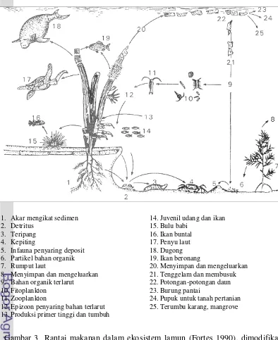 Gambar 3 Rantai makanan dalam ekosistem lamun (Fortes 1990), dimodifikasi 