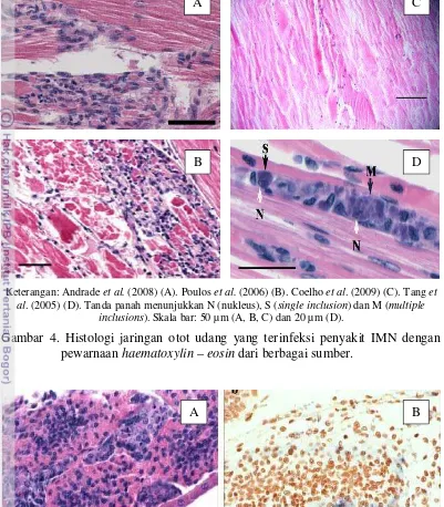 Gambar 4. Histologi jaringan otot udang yang terinfeksi penyakit IMN dengan 