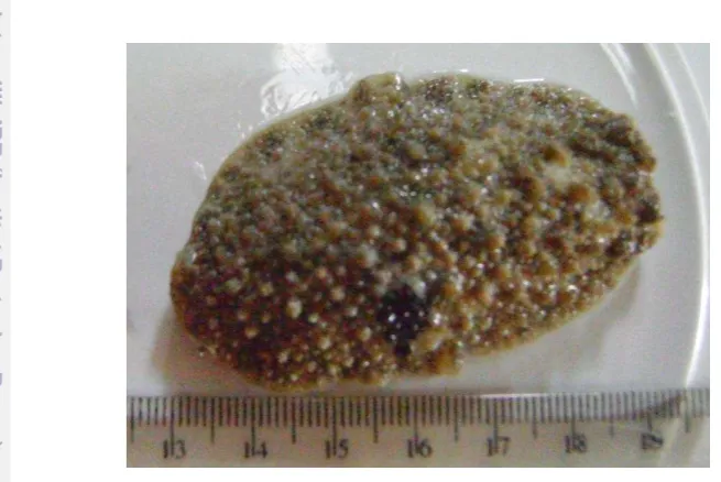 Gambar 2  Lintah laut (Discodoris sp.). 