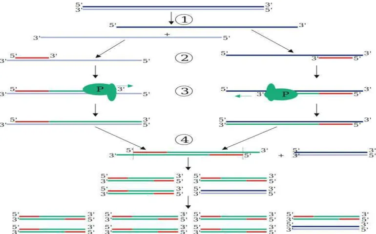Gambar 2 Tahapan-tahapan pada proses PCR (Polymerase Chain Reaction). 