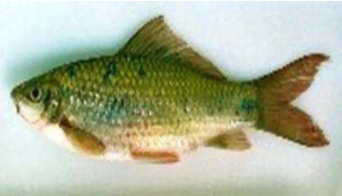 Gambar 3. Ikan Nilem (Osteochillus hasselti) 