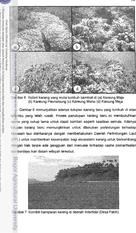 Gambar 6 Koloni karang yang mulai tumbuh kembali di (a) Kareung Maja 