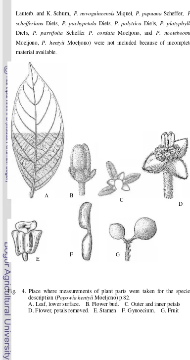 Fig.  4. Place where measurements of plant parts were taken for the species