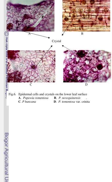 Fig.6.   Epidermal cells and crystals on the lower leaf surface