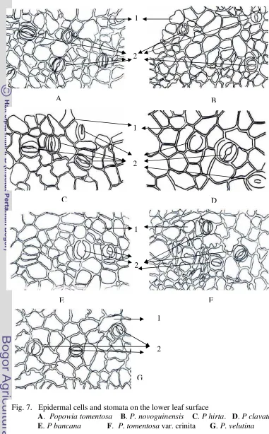 Fig. 7.   Epidermal cells and stomata on the lower leaf surface