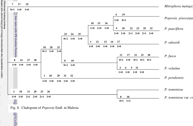 Fig. 8.  Cladogram of Popowia Endl. in Malesia
