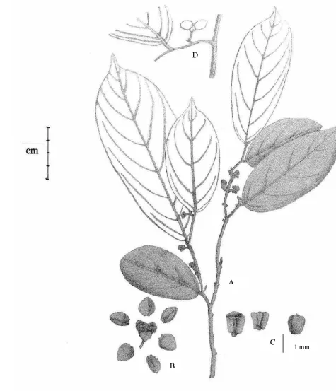 Fig. 11. Popowia pisocarpa (Bl) Endl.
