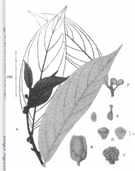 Fig. 13. Popowia pauciflora Maingay ex Hook.f.