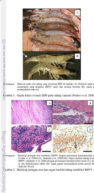 Gambar 1.  Gejala klinis (visual) IMN pada udang vaname (Poulos et al. 2006) 