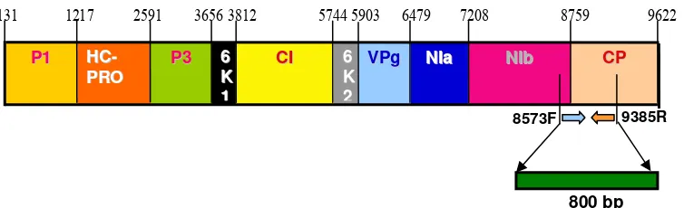 Gambar 2.  Posisi primer TuMV 8573F dan TuMV 9385R pada bagian gen NIb dan gen selubung protein (CP) yang menghasilkan fragmen DNA sebesar 800 bp