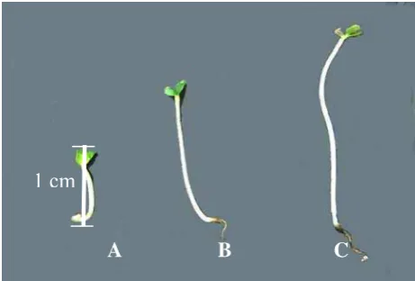 Gambar 4. Pertumbuhan kecambah caisin pada umur A) 3 hari, B) 5 hari, C) 7 hari 