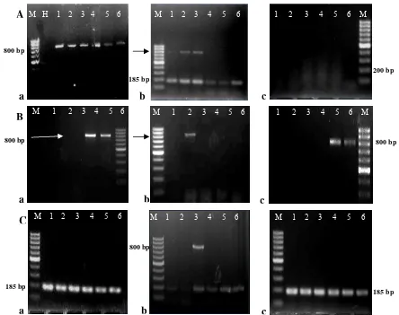 Gambar 5. Visualisasi hasil deteksi TuMV pada benih  caisin menggunakan tiga  metode ekstraksi RNA yang berbeda, yaitu: a) Metode Willey, b) Metode Randles, c) Metode RNeasy