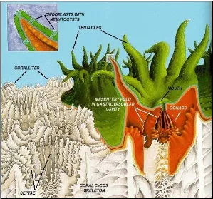 Gambar 1. Struktur polip dan kerangka karang (Veron, 1986)