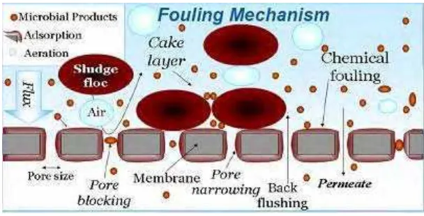 Gambar 3   Lokasi terjadinya fouling pada membran  http://www.ete.wur.nl 