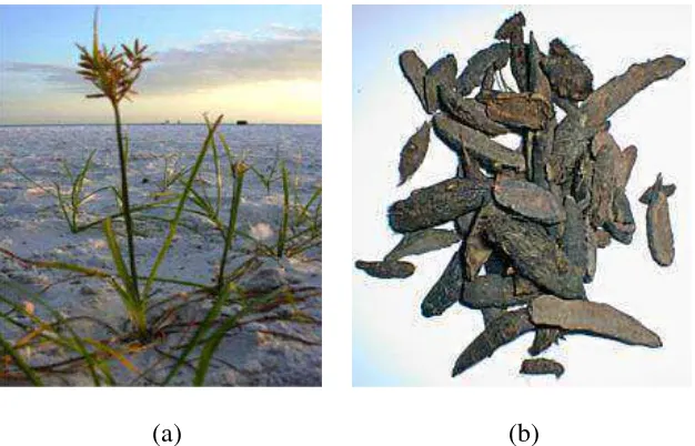 Gambar 1. (a) tanaman teki, (b)  rimpang rumput teki (Subhuti, 2005). 
