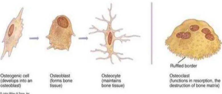 Gambar 4. Gambar skematik dari sel-sel tulang (Helgason dan Miller, 2005). 