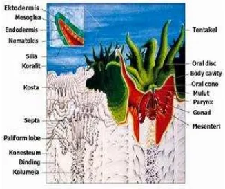 Gambar 2  Anatomi karang (Sumber: Veron 2000). 