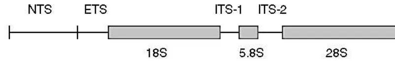 Gambar 6.  Diagram dari keluarga gen ribosomal DNA pada hewan (dari Hillis & Dixon 1991)