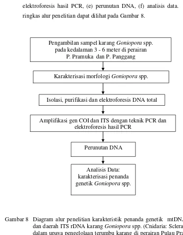 Gambar 8 Diagram alur penelitian karakteristik penanda genetik  mtDNA COI dan daerah ITS rDNA karang Goniopora spp