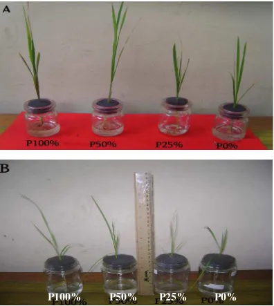 Gambar 3 .Pertumbuhan  tanaman padi pada umur 6 minggu setelah tanam pada media cair dengan variasi konsentrasi P