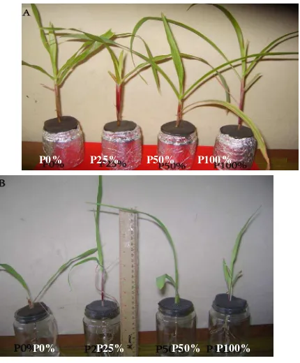 Gambar 4 .Pertumbuhan  tanaman jagung pada umur 6 minggu setelah tanam pada media cair dengan variasi konsentrasi P (A) Tanaman inokulasi A 
