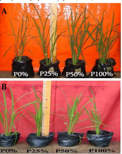 Gambar 5 .Pertumbuhan  tanaman padi pada umur 6 minggu setelah tanam pada media tanah steril dengan variasi konsentrasi P (A) Tanaman inokulasi A 