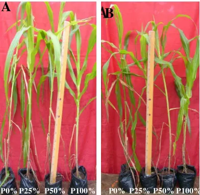 Gambar 6 .Pertumbuhan  tanaman jagung pada umur 6 minggu setelah tanam pada media tanah steril dengan variasi konsentrasi P (A) Tanaman inokulasi A 