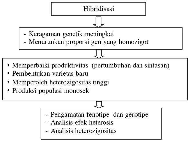 Gambar 1. Diagram alir tentang hibridisasi 