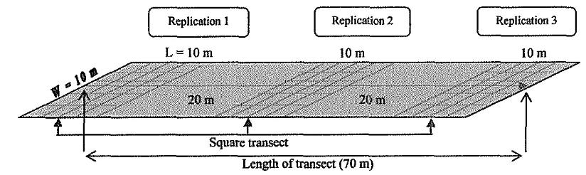 Figure 3 Scheme of square transect plot placement in line intercept transect (English et al