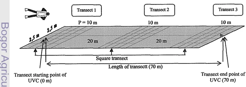 Figure 4 Scheme of transect and underwater fish (English et al. 1994) 