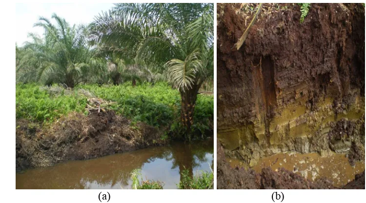 Gambar 19.  (a) Kondisi kebun kelapa sawit desa Suak Puntong dekat drainase.          (b) Profil Gambut di kebun kelapa sawit desa Suak Puntong 